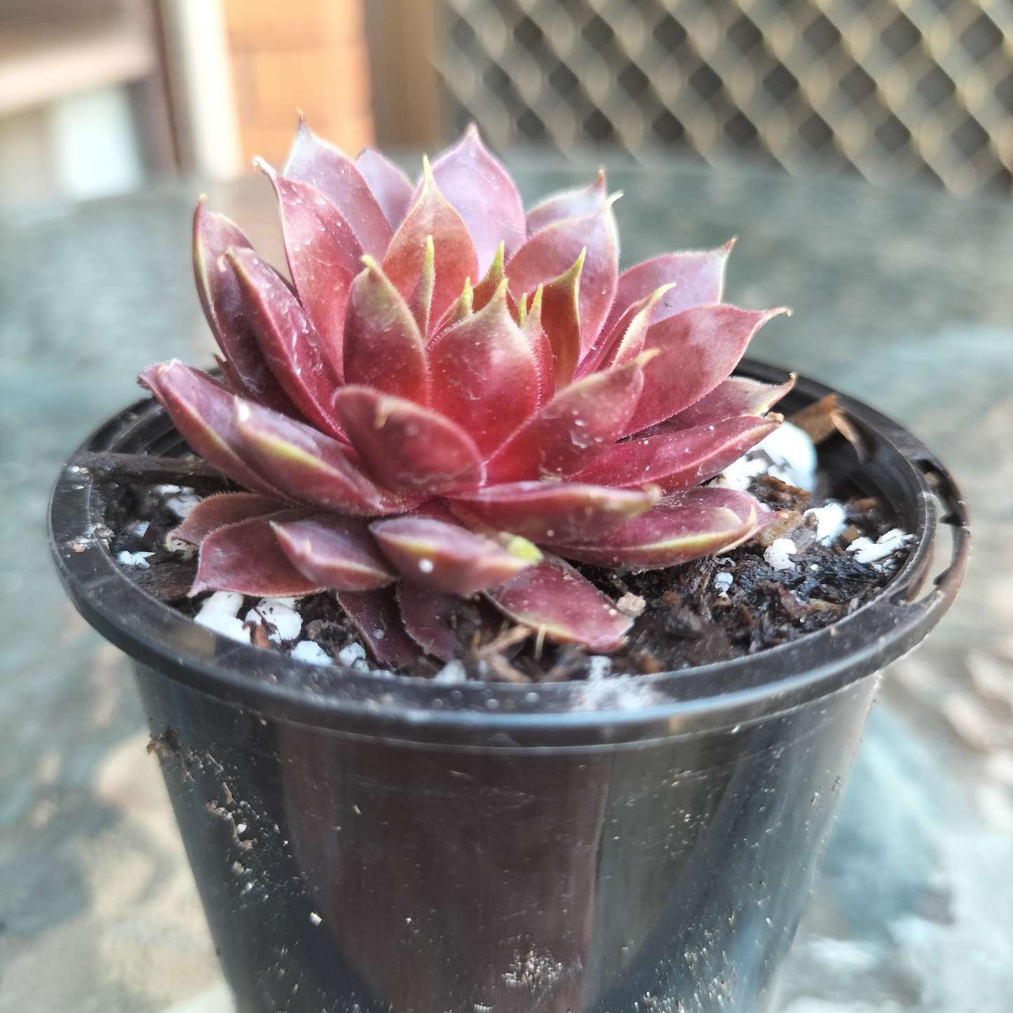 Sempervivum 'Marland's Beauty'