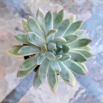 Echeveria 'Mar's Dark Line'