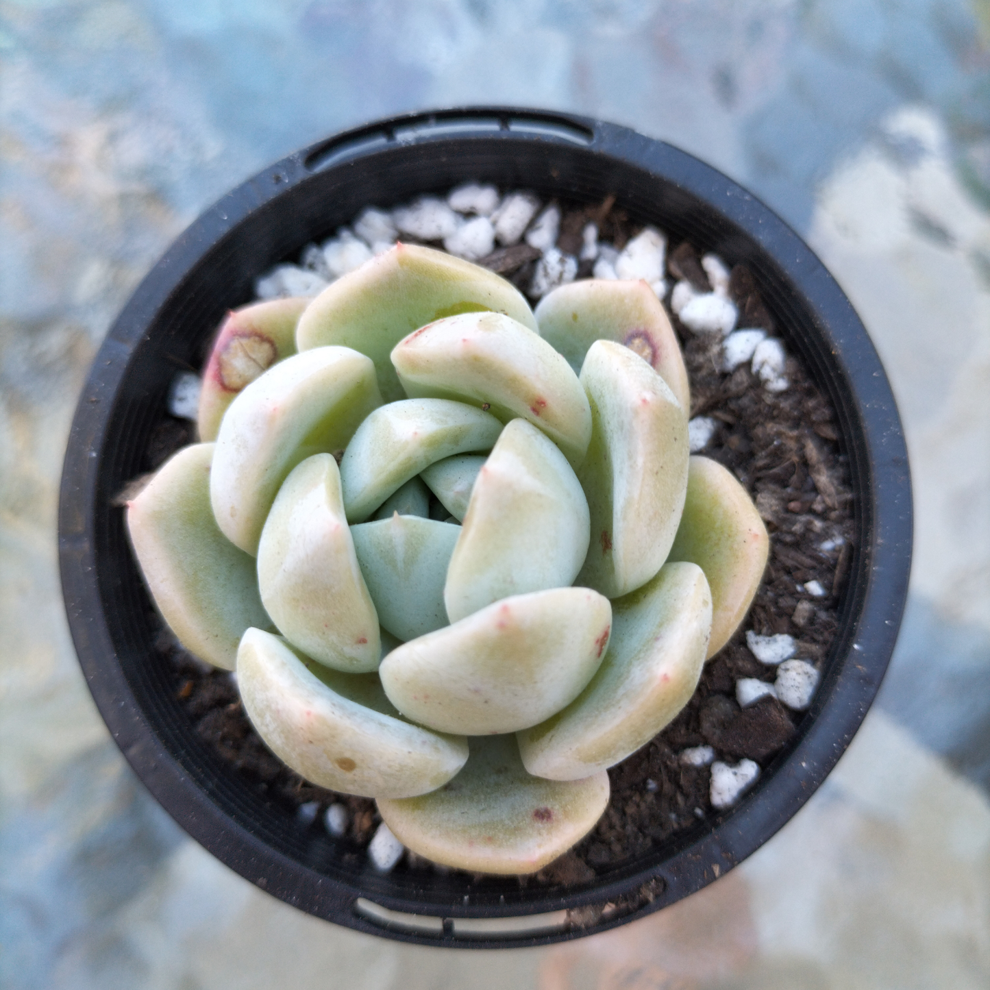 Echeveria 'Marshmallow' (small)