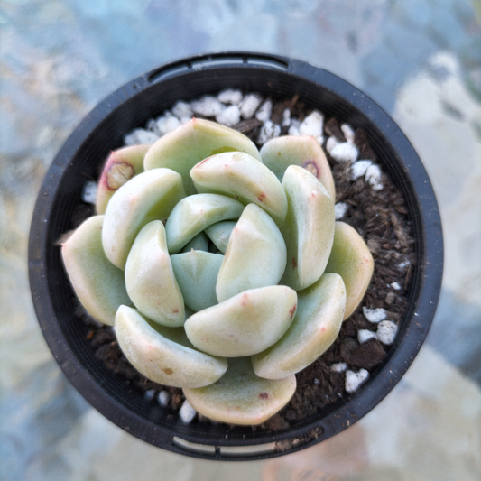 Echeveria 'Marshmallow' (small)