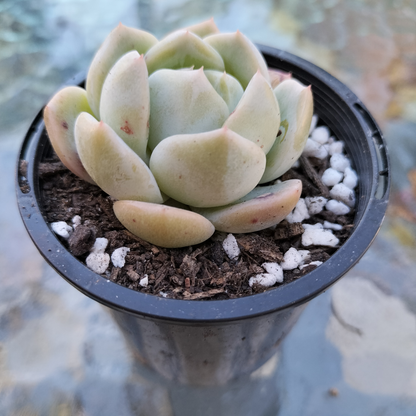 Echeveria 'Marshmallow' (small)