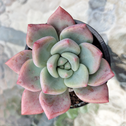 Echeveria 'Matilda'