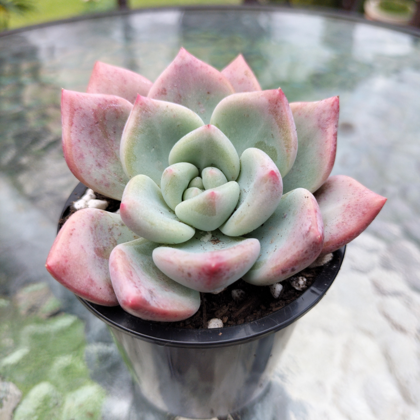 Echeveria 'Matilda'
