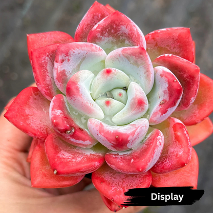 Echeveria 'Matilda'