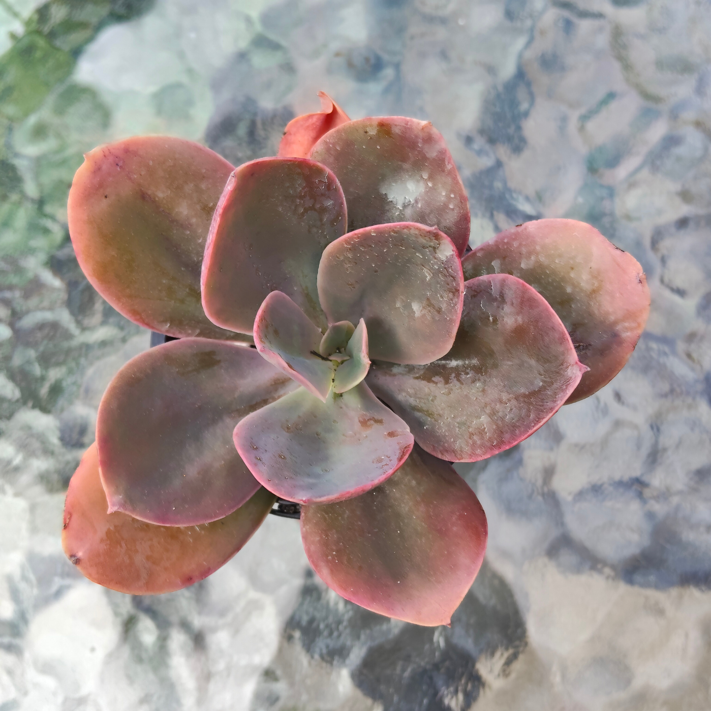 Echeveria 'Metallica'