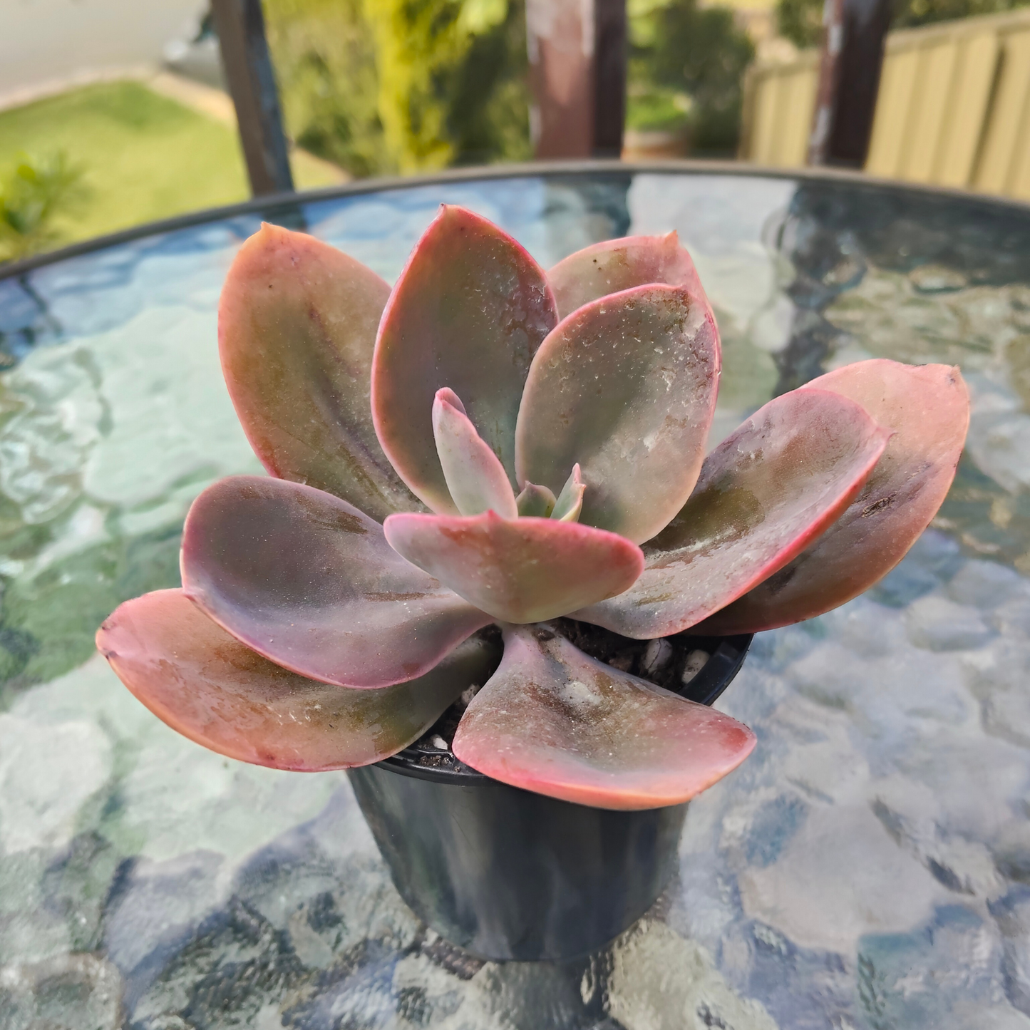 Echeveria 'Metallica'