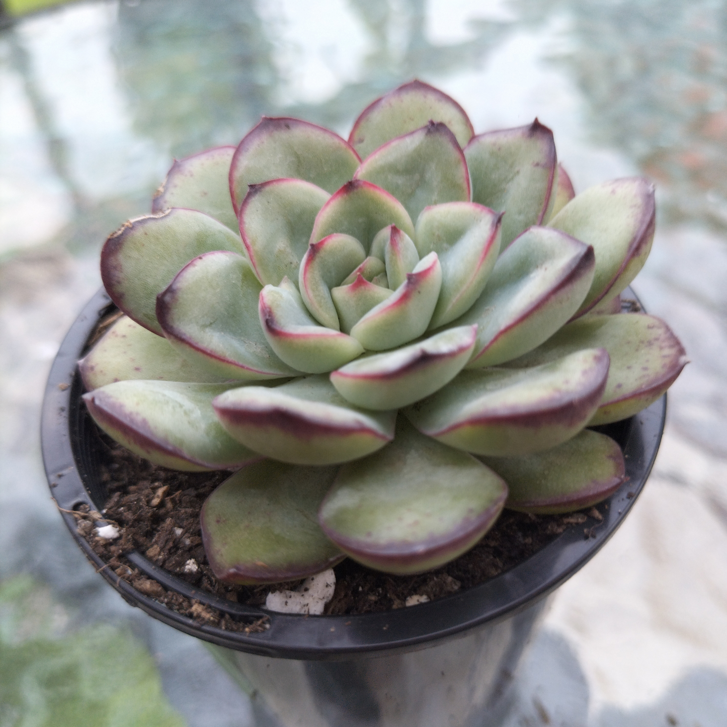 Echeveria 'Mexican Poldensis'