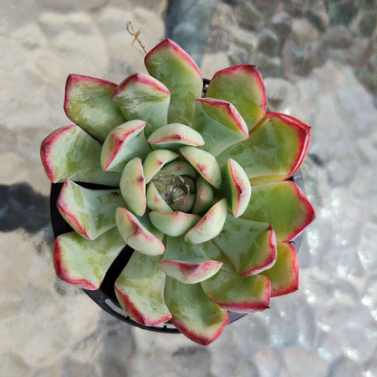 Echeveria 'Mexican's Choice'