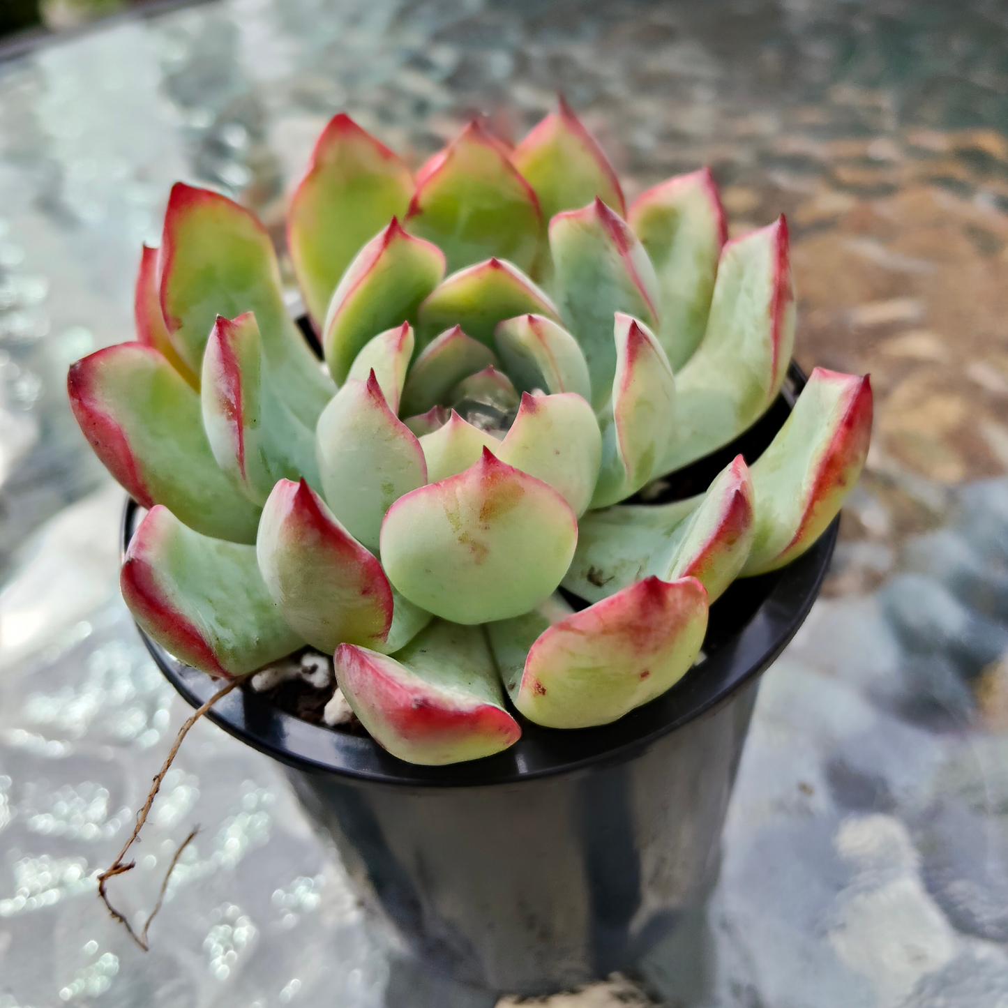 Echeveria 'Mexican's Choice'