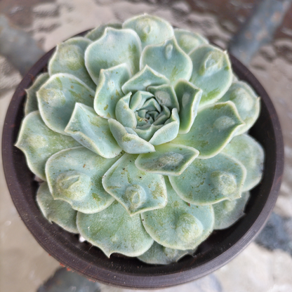 Echeveria Mexican Tears