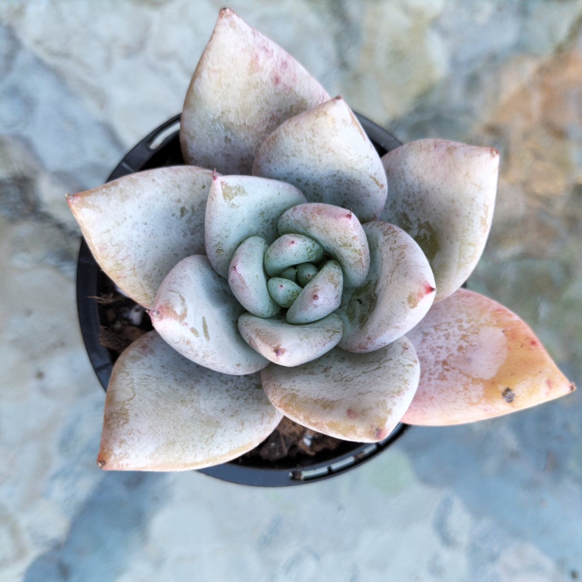 Echeveria colorata 'Mexican Giant' – EmuPlainsSucculents