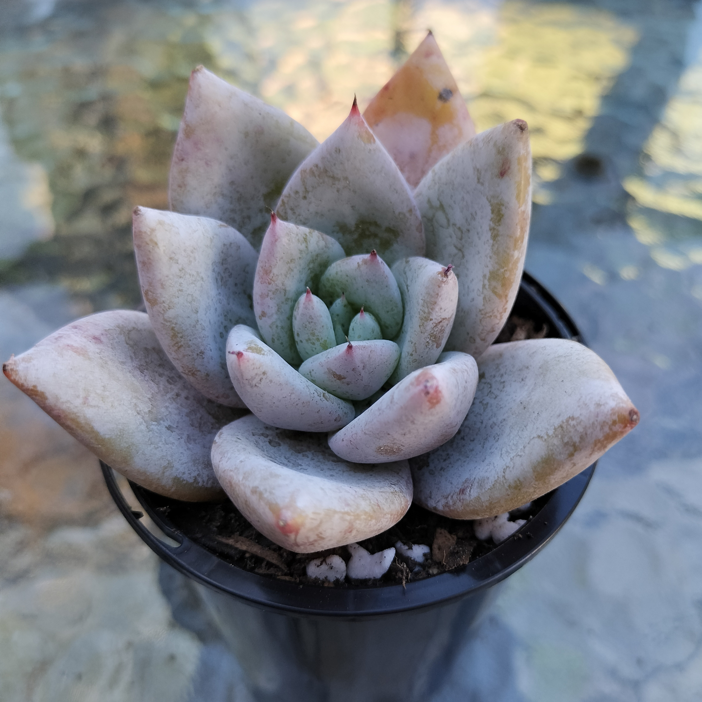 Echeveria colorata 'Mexican Giant'
