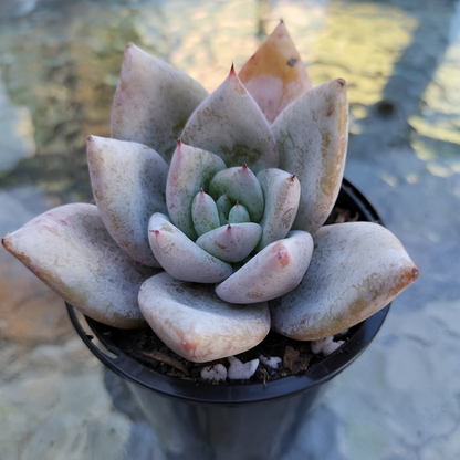 Echeveria colorata 'Mexican Giant'