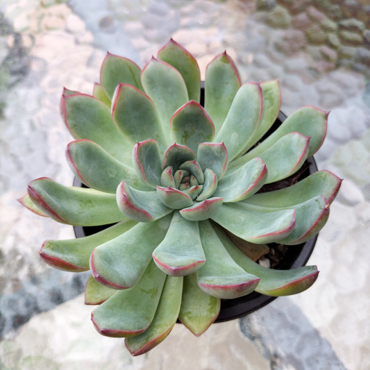 Echeveria 'Mexican's Choice'