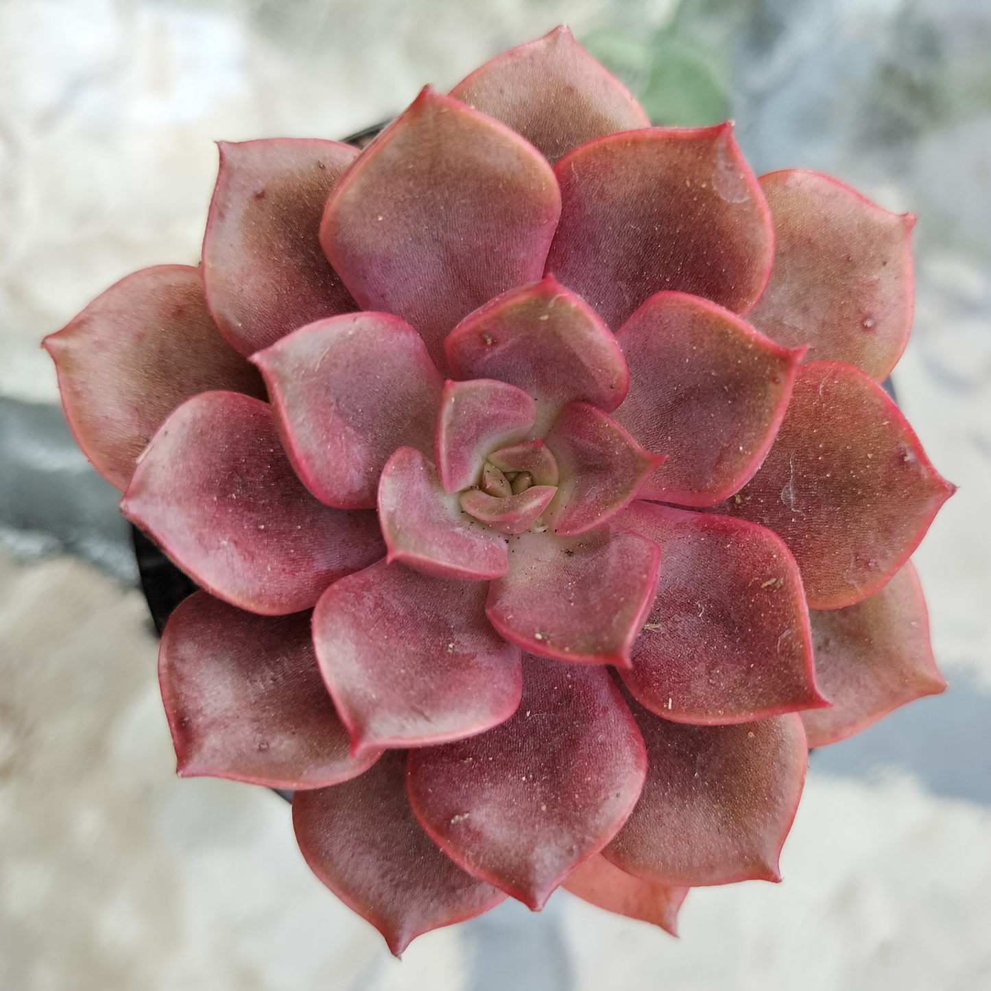 Echeveria 'Mina'