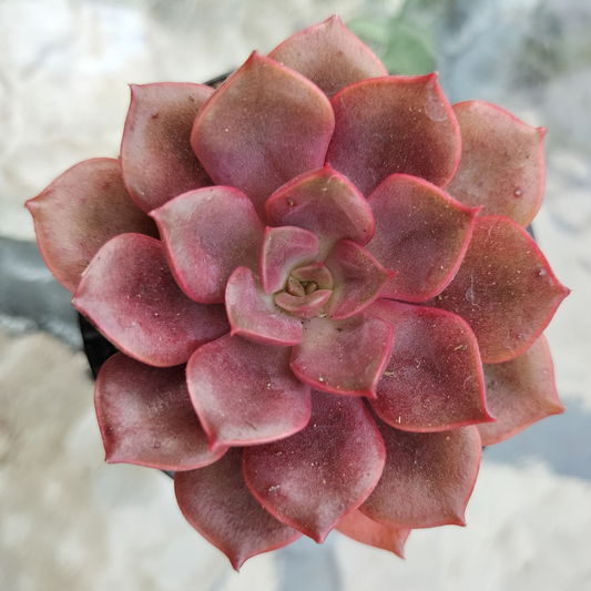 Echeveria 'Mina'