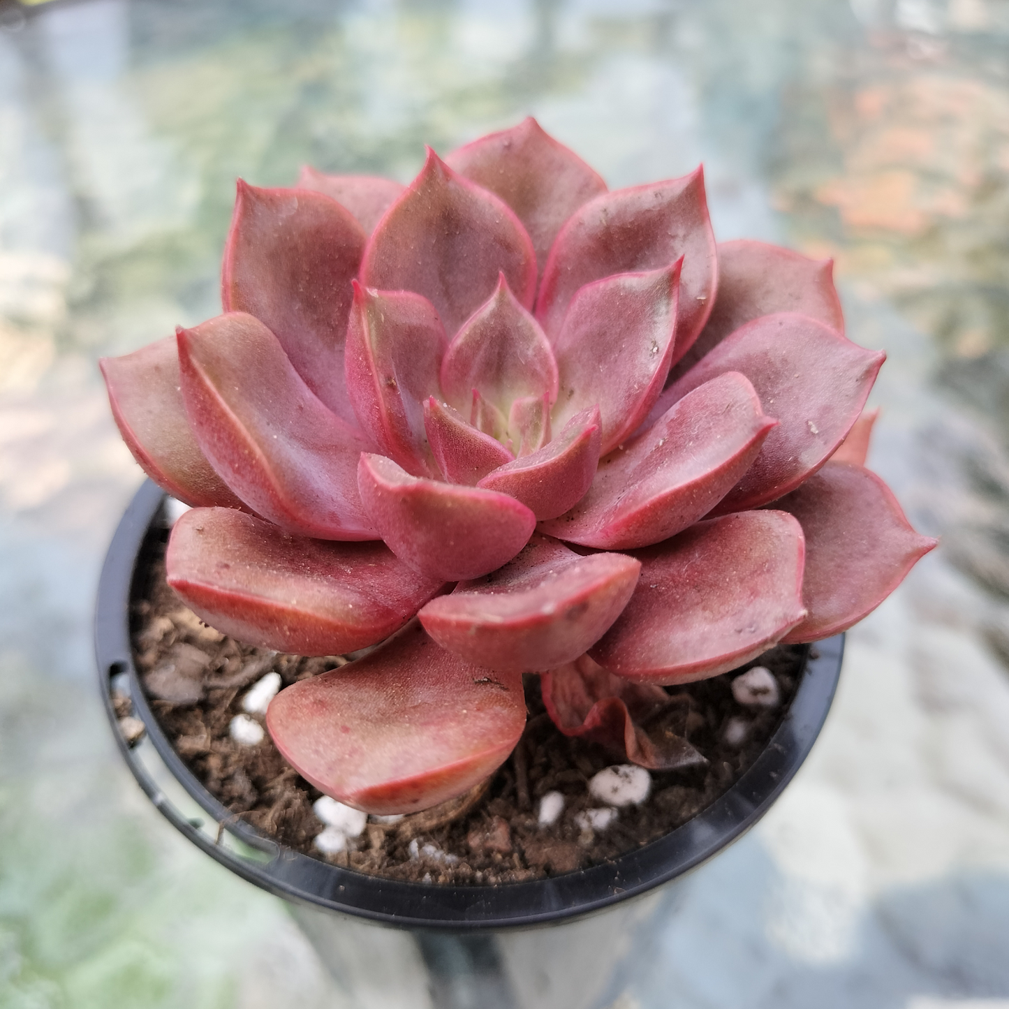 Echeveria 'Mina'
