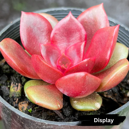 Echeveria 'Mina'