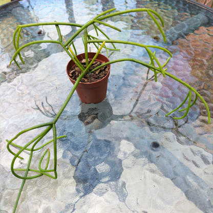 Rhipsalis baccifera (Mistletoe Cactus)