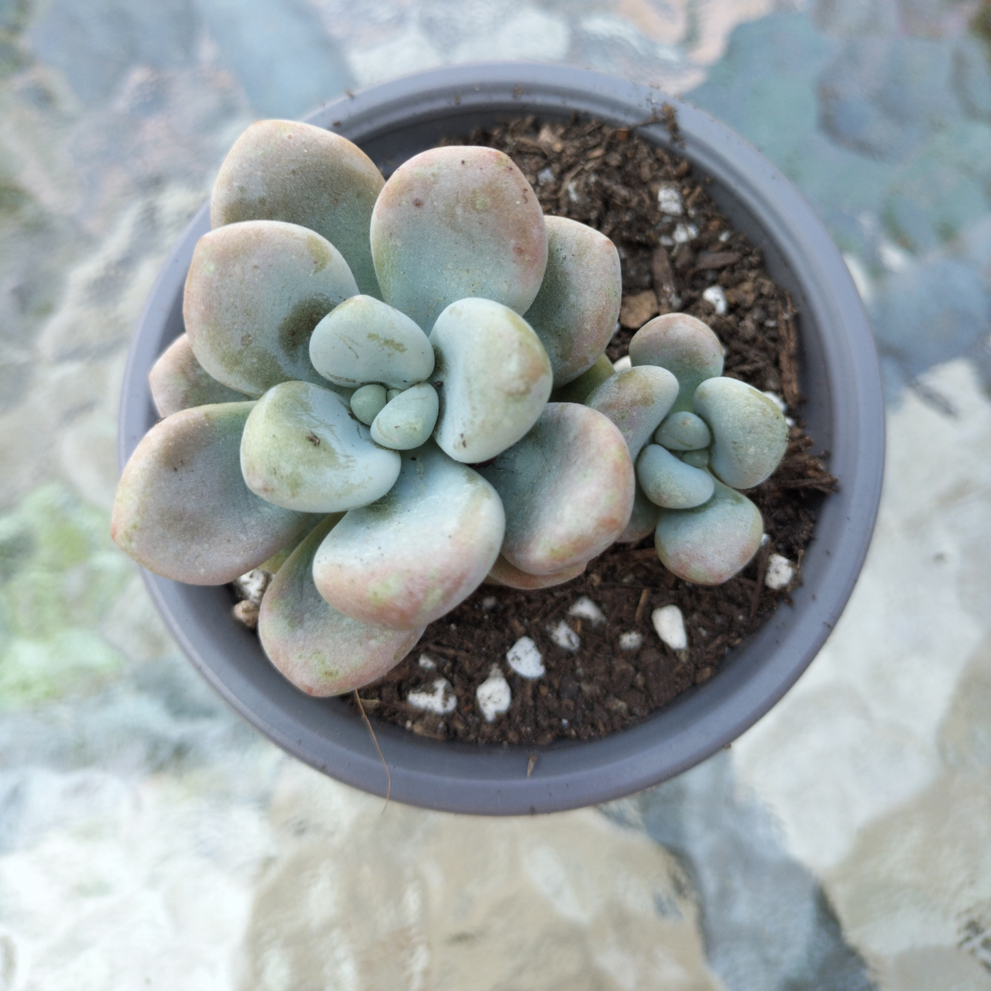 Graptosedum 'Miul'