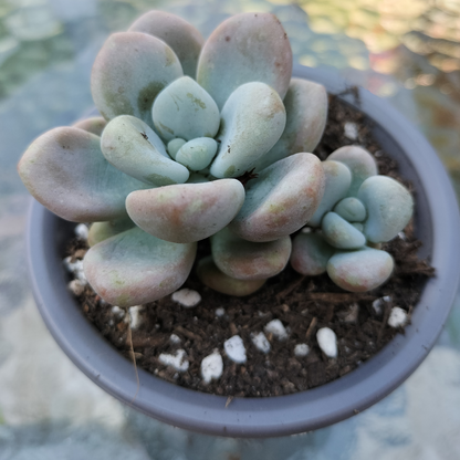 Graptosedum 'Miul'