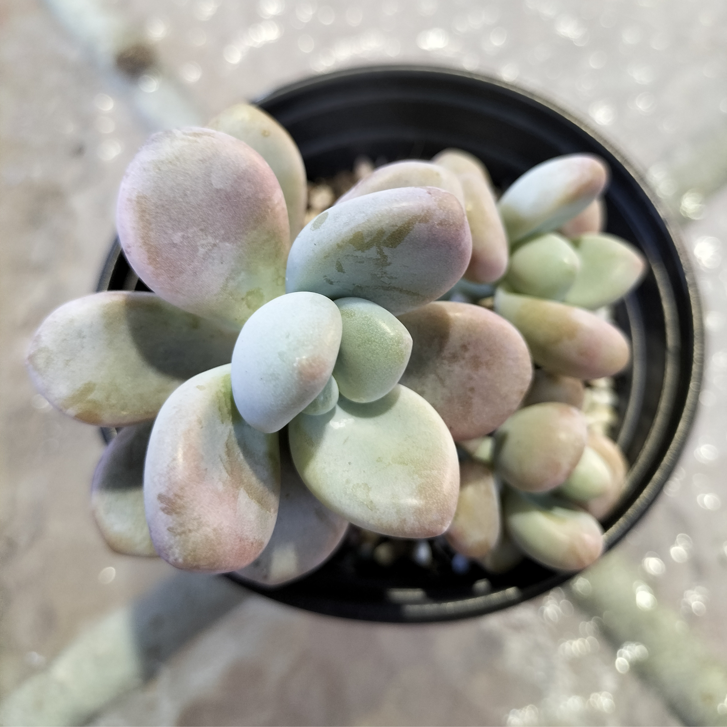 miul succulent Graptosedum 'Miul' – EmuPlainsSucculents