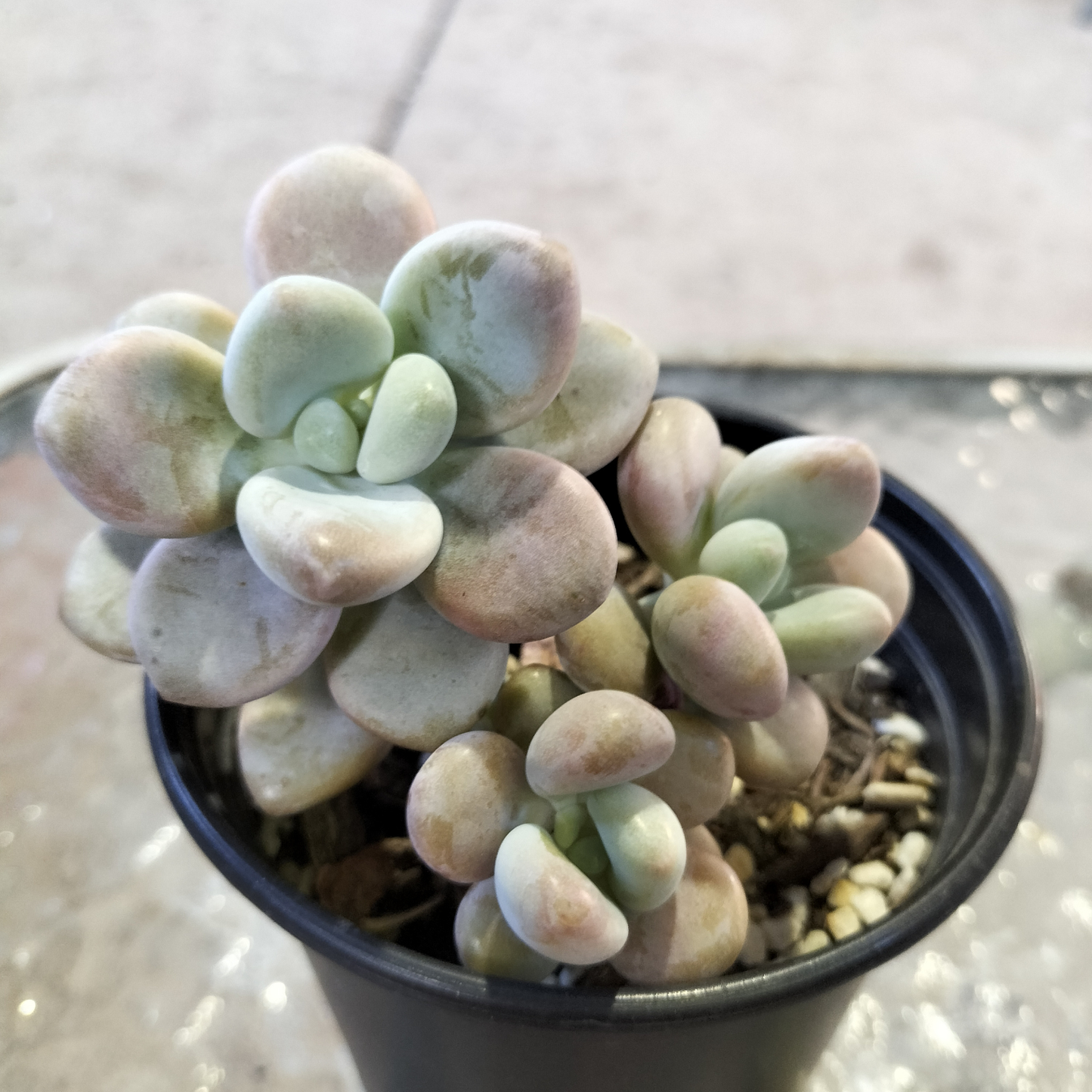 Graptosedum 'Miul'