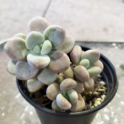 Graptosedum 'Miul'