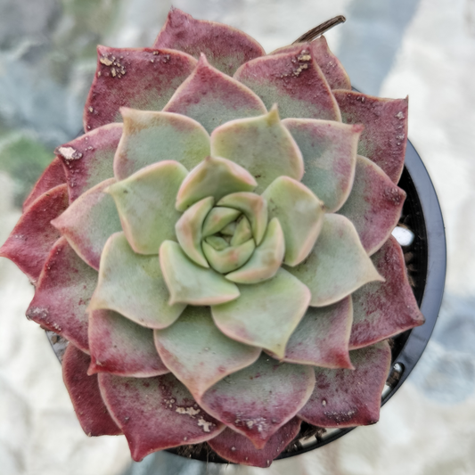 Echeveria 'Mohican'