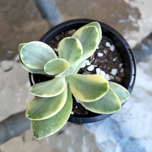 Crassula swaziensis 'Money Maker':