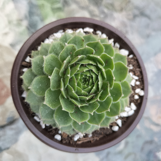 Sempervivum 'More Honey'
