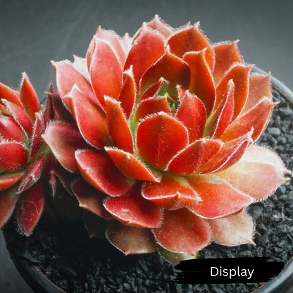 Sempervivum 'More Honey'