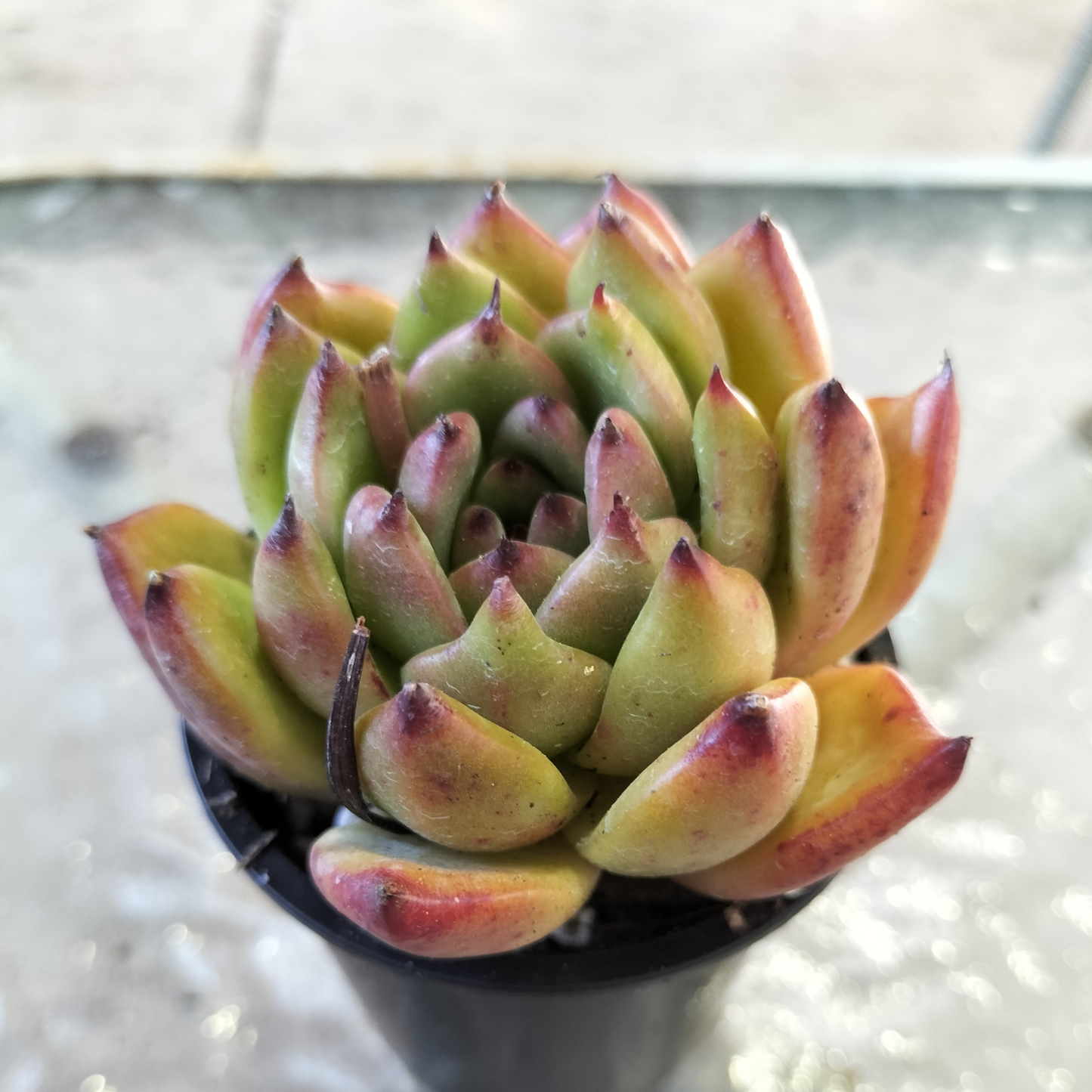 Echeveria agavoides 'Morgan'