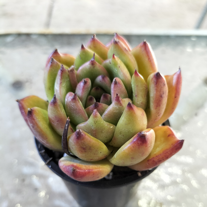 Echeveria agavoides 'Morgan'
