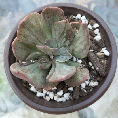 Echeveria 'Hanaikada Mosaic Silk' Variegated (Rare)