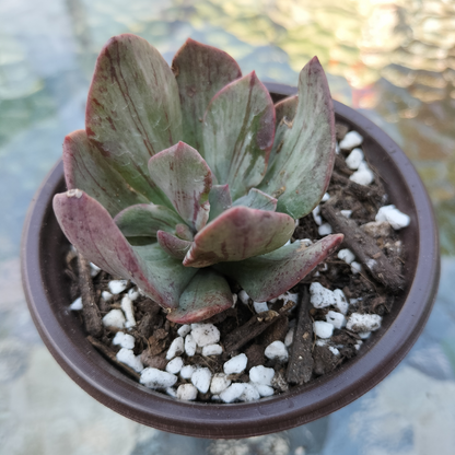 Echeveria 'Hanaikada Mosaic Silk' Variegated (Rare)
