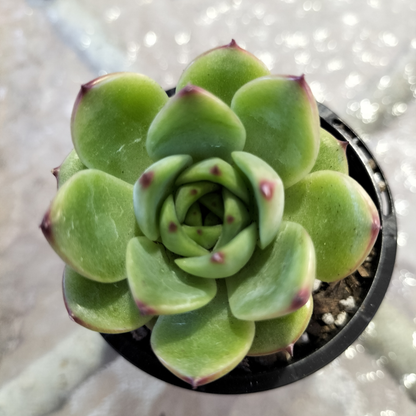 Echeveria 'Moon Stone' (Korean)