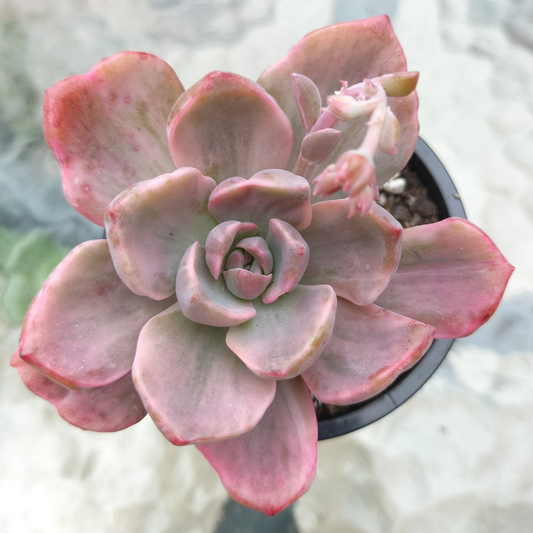 Graptoveria 'Mrs Richards' Variegated