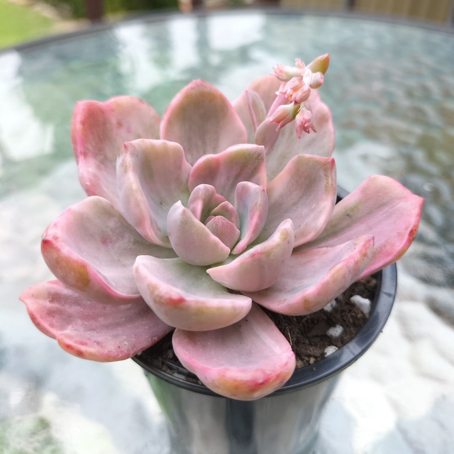 Graptoveria 'Mrs Richards' Variegated