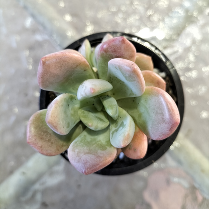Echeveria 'Mulan'