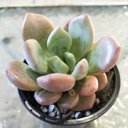 Echeveria 'Mulan'