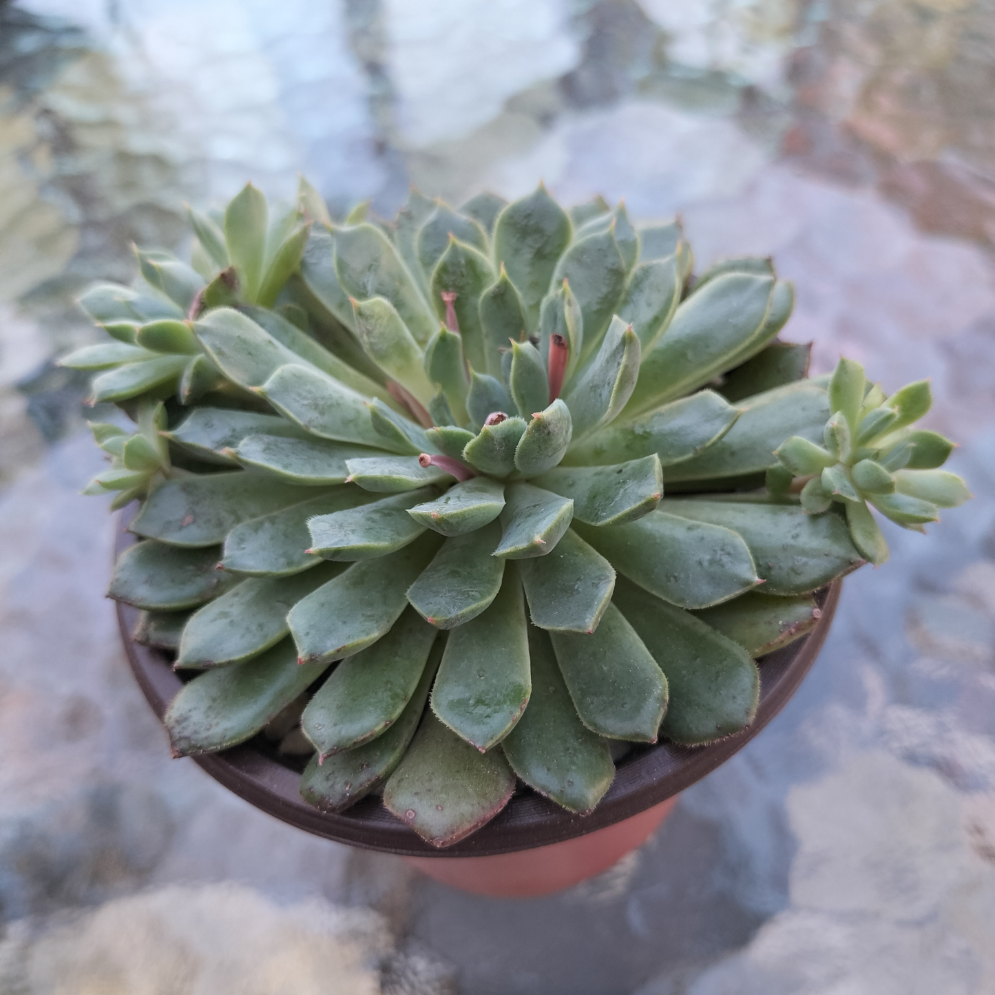 Echeveria 'Mystery Madam'