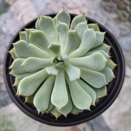 Echeveria 'Nobaranosei' (Echeveria 'Alienor')