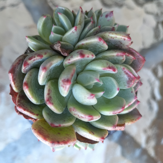 Echeveria 'Nanahukumini'
