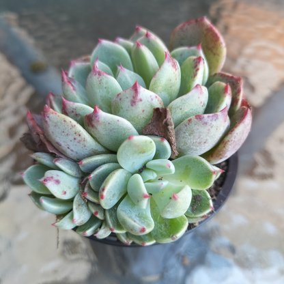 Echeveria 'Nanahukumini'