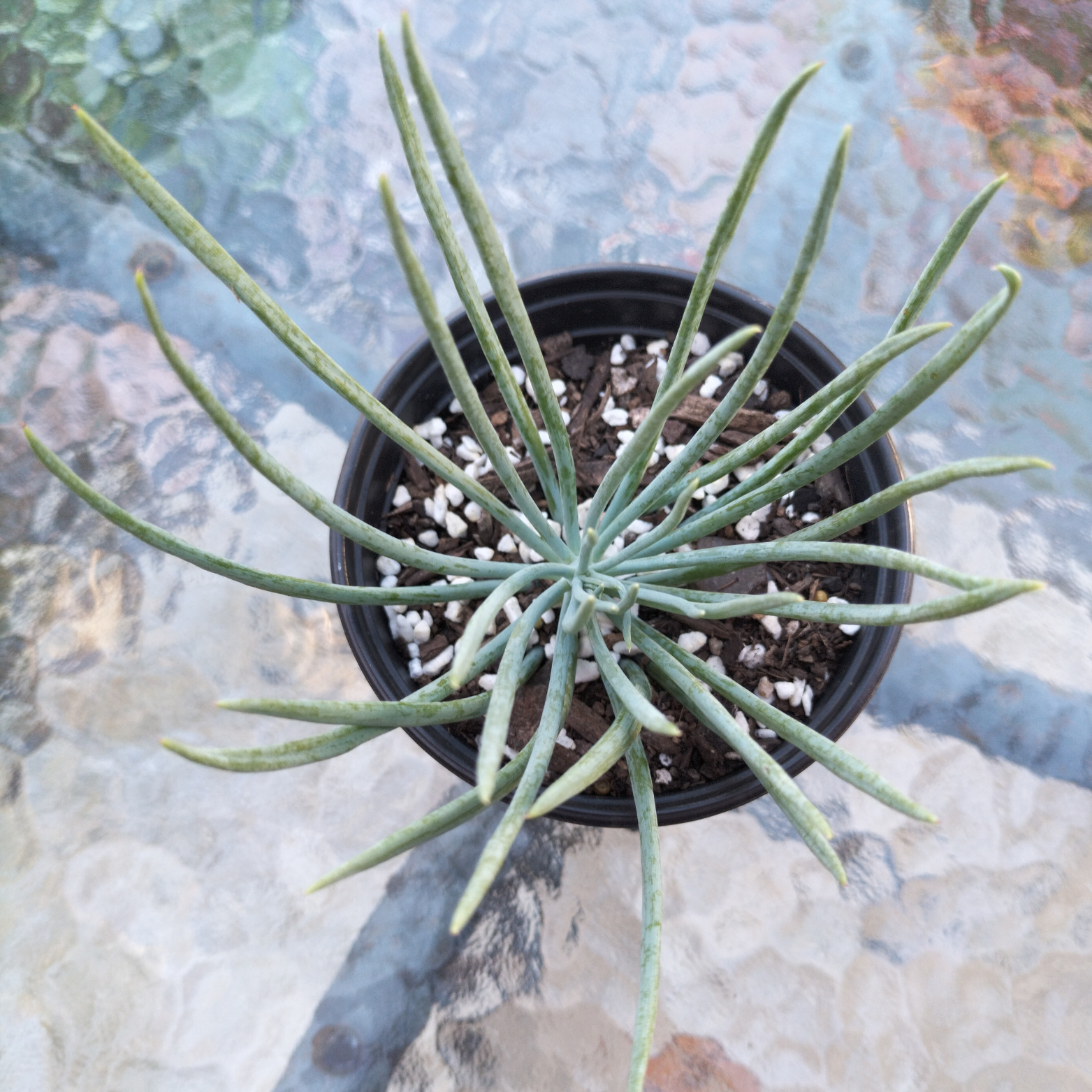 Small potted succulent plant on a textured surface