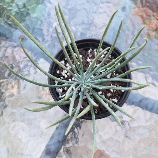 Small potted succulent plant on a textured surface