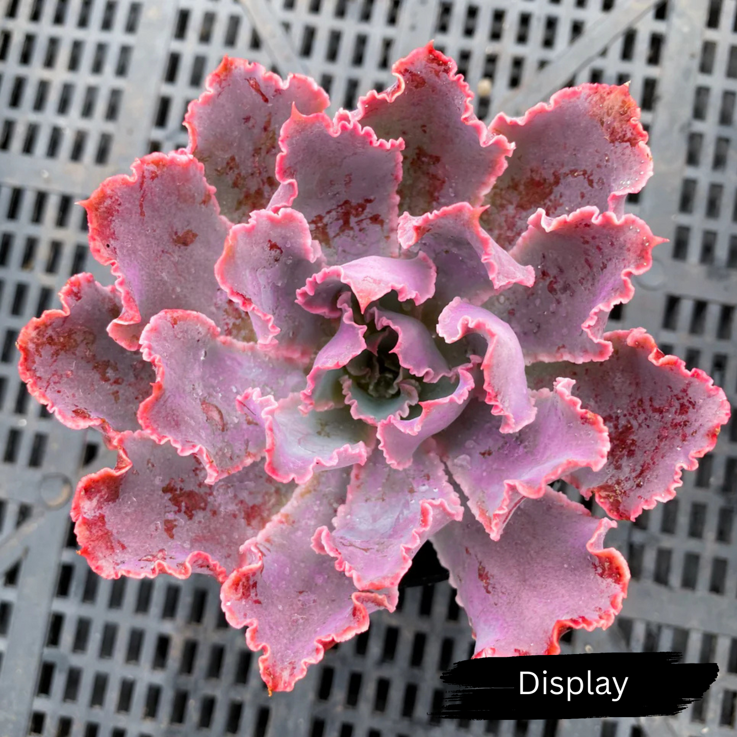 Echeveria 'Neon Breakers'