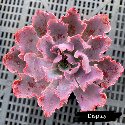 Echeveria 'Neon Breakers'
