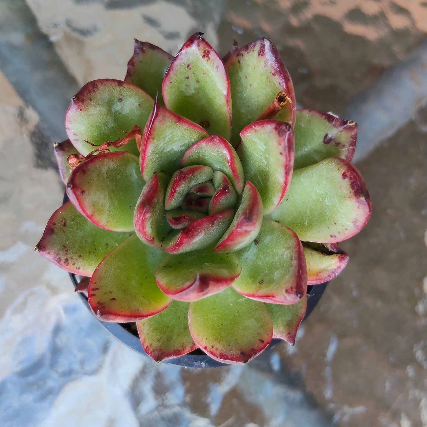 Echeveria ' New York Rose'